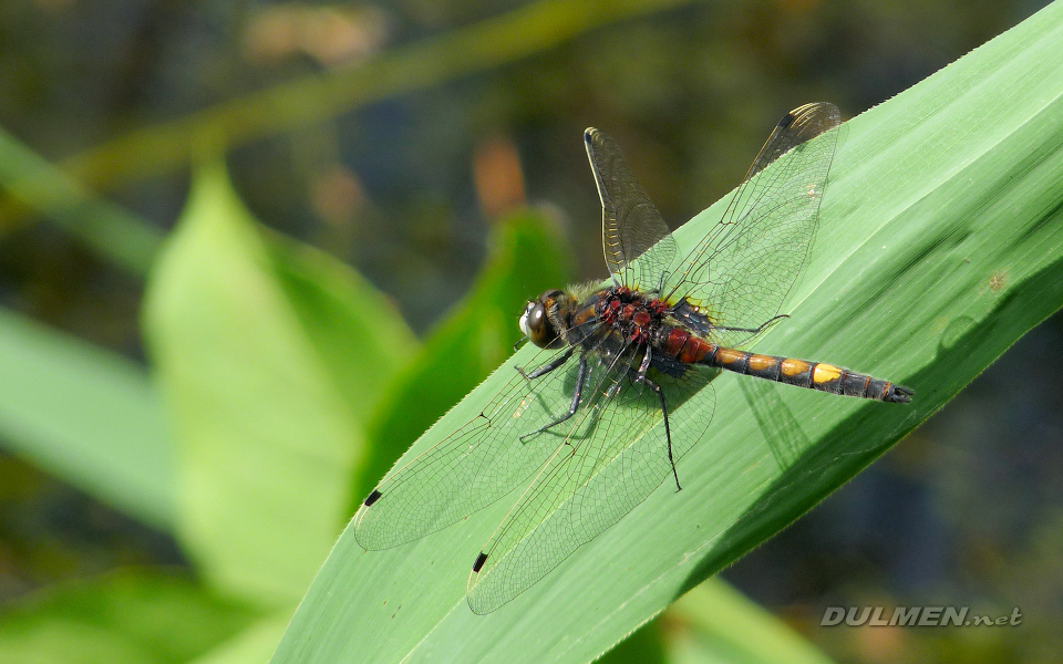 Yellow-spotted Whiteface (Male, Leucorrhinia pectoralis)